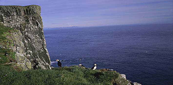 角嘴海雀,栖息,悬崖,冰岛