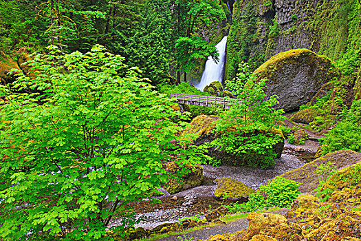 溪流,瀑布,哥伦比亚河峡谷国家风景区,俄勒冈,美国