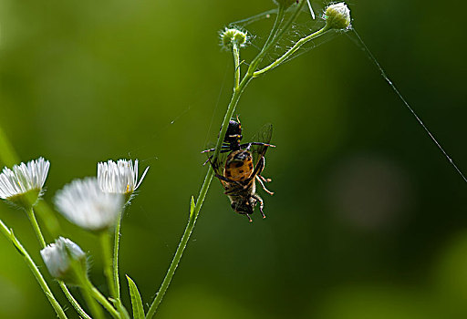 蜜蜂014