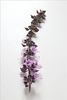 罗勒,花穗,紫花