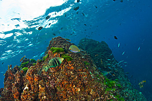 深潜,苏梅岛,苏林,国家,海洋公园,北方,斯米兰群岛,泰国
