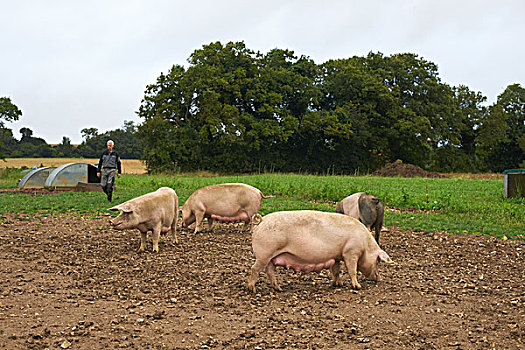 猪,泥土,地点
