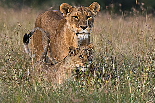 雌狮,幼兽,狮子,马赛马拉,肯尼亚,非洲
