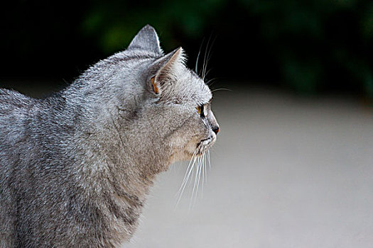 灰色的猫花猫