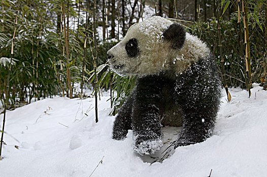 熊猫,幼兽,卧龙,四川,中国