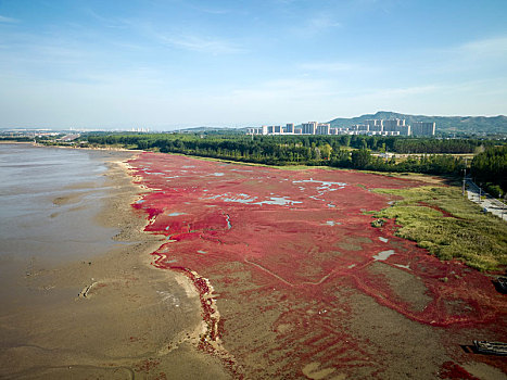 辽宁省营口市北海海洋公园红海滩航拍图片