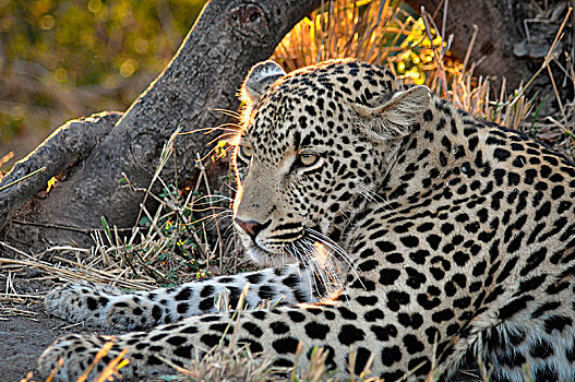 南非,国家公园,印度豹,禁猎区,豹,日落