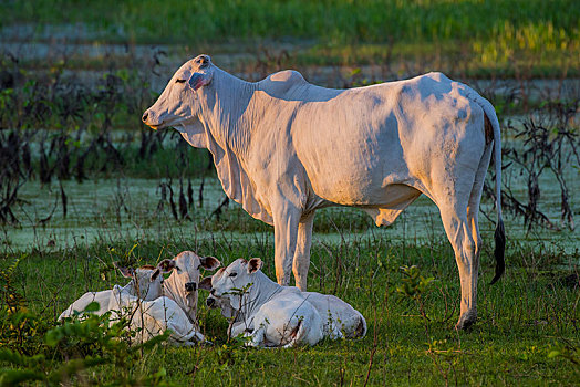 瘤牛,草场,幼兽,公牛,潘塔纳尔,南马托格罗索州,巴西,南美