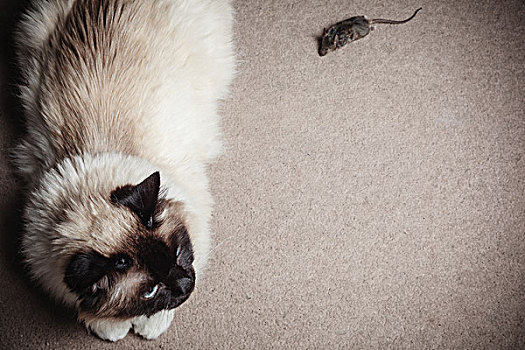 猫,老鼠,室内,地毯,在家