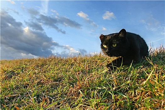 黑猫,鬼鬼祟祟,草丛,牧场