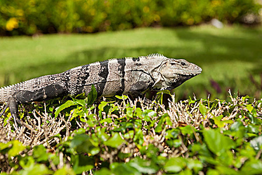 鬣蜥蜴,科苏梅尔,墨西哥