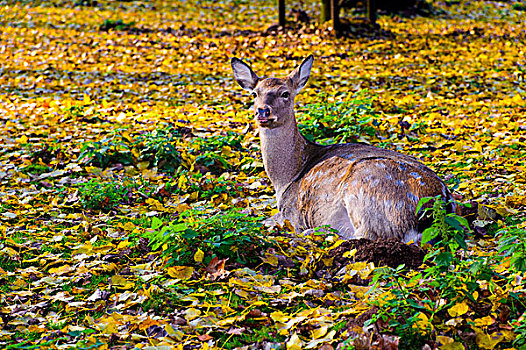 幼兽,赤鹿,鹿属,鹿,坐,林中地面,北莱茵-威斯特伐利亚,德国,欧洲