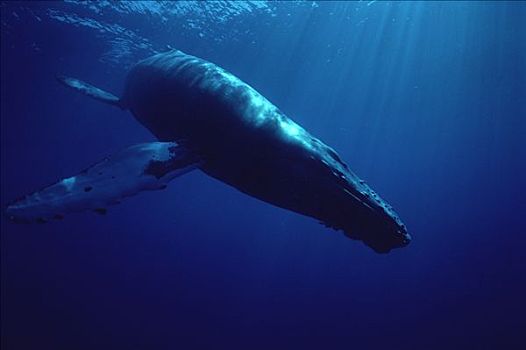 驼背鲸,大翅鲸属,鲸鱼,潜水,夏威夷