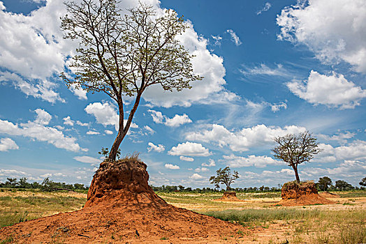 树,乔贝国家公园,博茨瓦纳