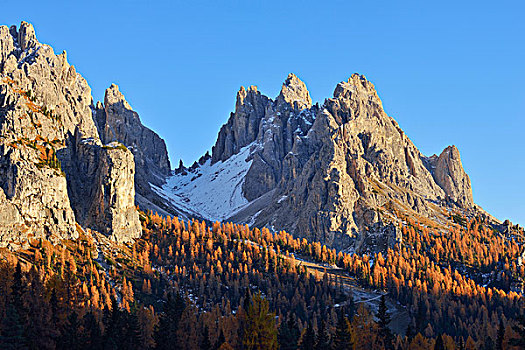 树林,秋叶,地区,威尼托,白云岩,阿尔卑斯山,意大利