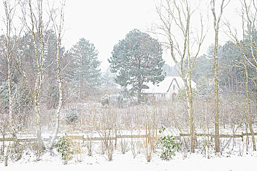 房子和树,暴风雪,冬季