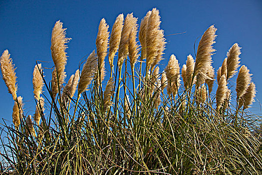 潘帕斯草原,坎特伯雷,新西兰