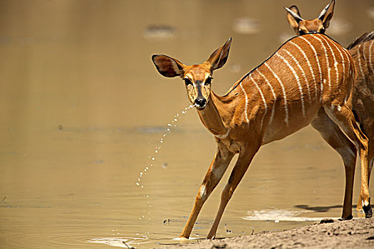 林羚,水潭,国家公园,津巴布韦,非洲