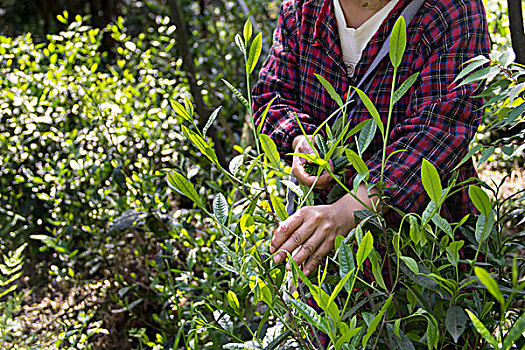 粗糙手采摘一根新鲜茶叶干茶叶茶农