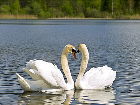 两个,白色,天鹅,相爱,情感,湖