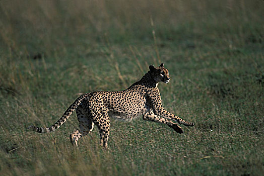 肯尼亚,马塞马拉野生动物保护区,成年,女性,印度豹,猎豹,跑,热带草原