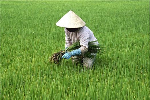 除草,稻米,农民,中心,越南