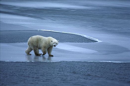 北极熊,走,层次,冰,丘吉尔市,曼尼托巴,加拿大