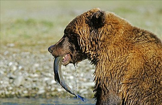 棕熊,吃,三文鱼,阿拉斯加
