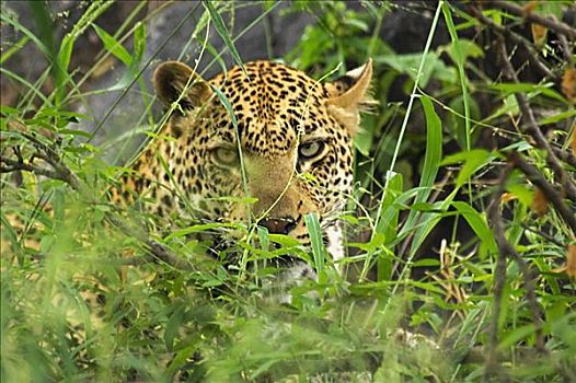 特写,豹,树林,禁猎区,克鲁格国家公园,林波波河,南非