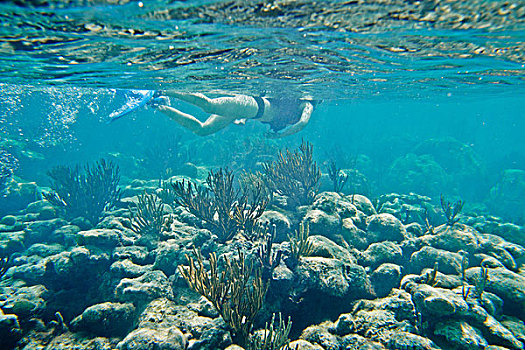 水下呼吸管,游泳,水下,上方,珊瑚