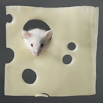 老鼠,瑞士乳酪