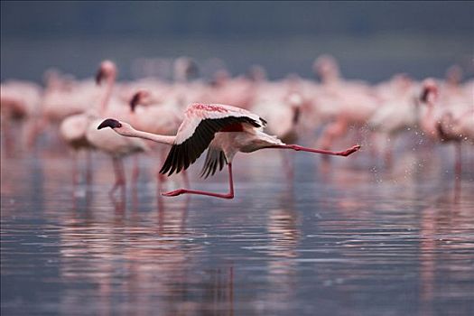 小红鹳,起飞,水,纳库鲁湖,大裂谷,肯尼亚