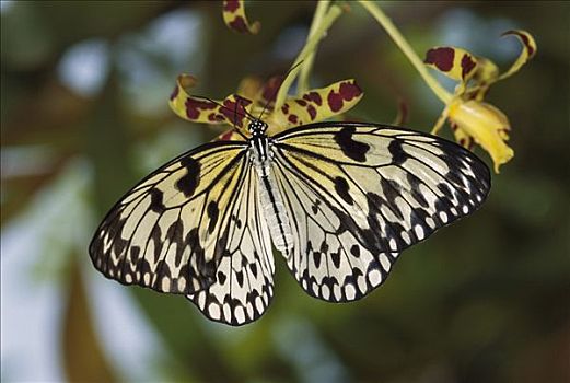 大帛斑蝶,蝴蝶,婆罗洲,马来西亚