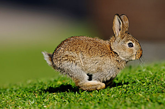 兔子,草地,巴伐利亚,德国,欧洲