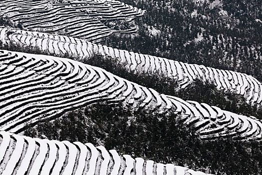 茶山风光