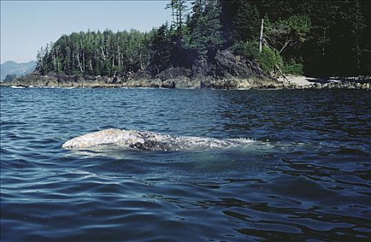 灰鲸,平面,温哥华岛