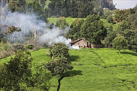 肯尼亚,茶园,山麓,山峦