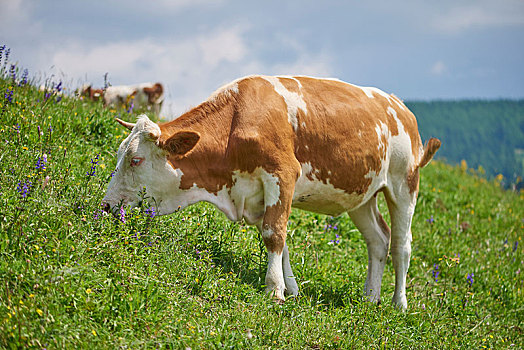 母牛,放牧,高山牧场