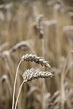 大麦,干燥的,在夏天的阳光