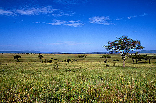 坦桑尼亚,塞伦盖蒂,草,平原,树