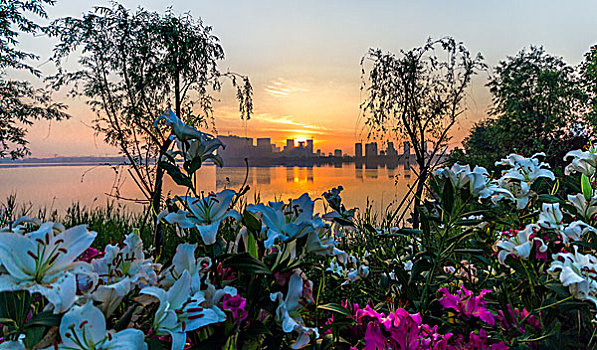 百万花朵百合园