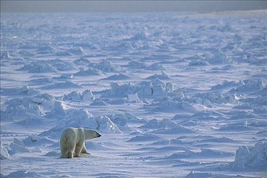 北极熊,冰,地点,瓦普斯克国家公园,加拿大