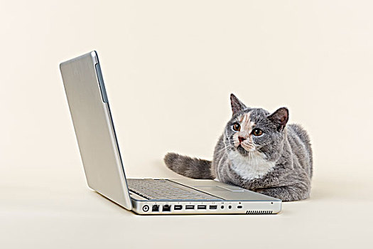 英国短毛猫,小猫,6个月,蓝色,卧,正面,笔记本电脑