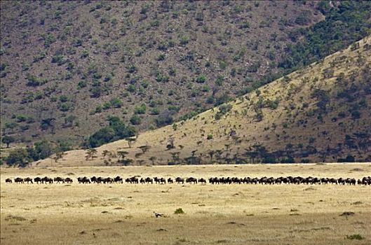 肯尼亚,角马,跟随,排列,悬崖,马赛马拉国家保护区,迁徙
