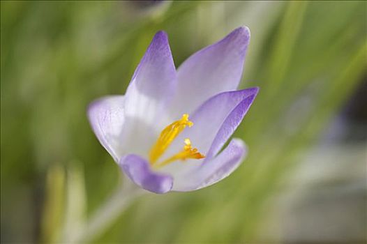 藏红花