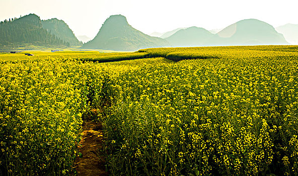 油菜花