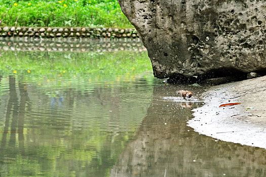 浣花溪公园的白颊噪鹛喝水