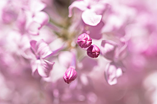 丁香花