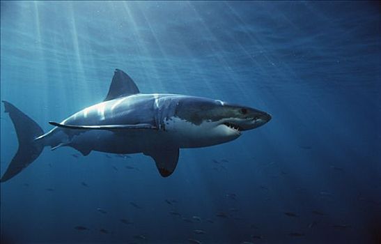 最大的大白鲨平潭岛图片