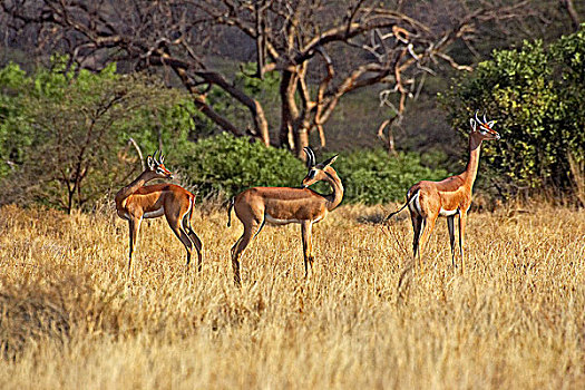 非洲瞪羚,瞪羚,长颈羚,雄性,肯尼亚
